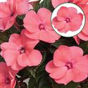 Bild von Impatiens New Guinea P12 Pink